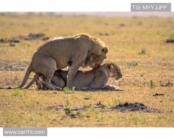 足球明星背后的真实生活揭秘低调与奢华的完美平衡